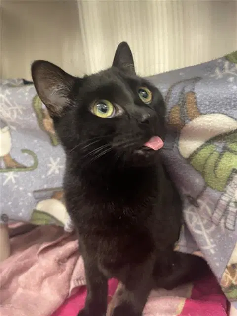 Bloom - Domestic Short Hair