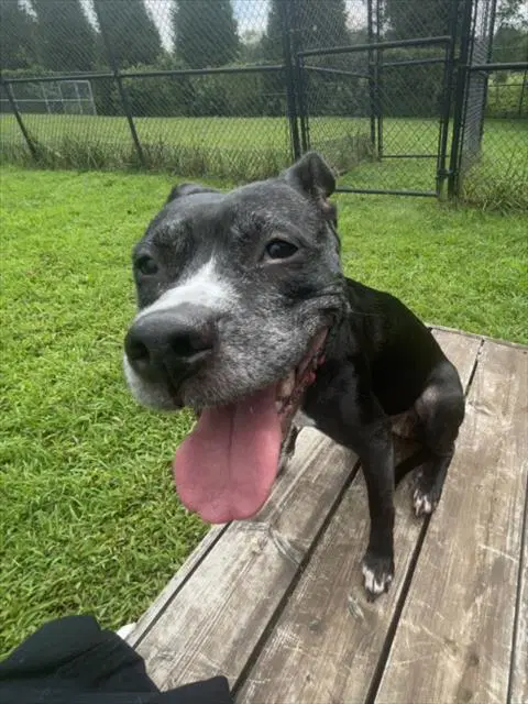 Jaida - American Pit Bull Terrier