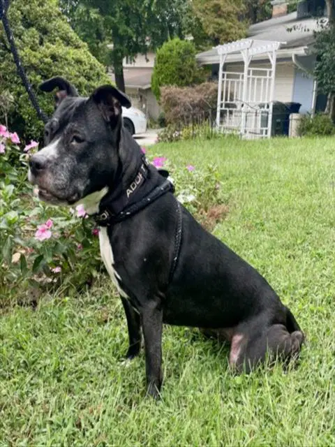 Jaida - American Pit Bull Terrier