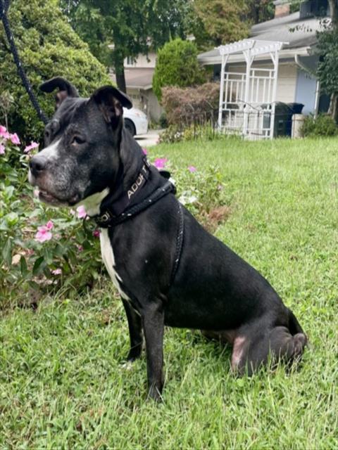 JAIDA, a dog for adoption from Montgomery County Animal Services and Adoption Center