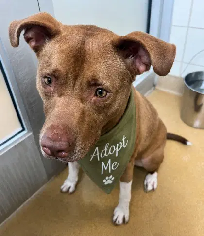 Duncan - American Pit Bull Terrier