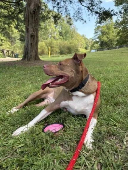 Duncan - American Pit Bull Terrier