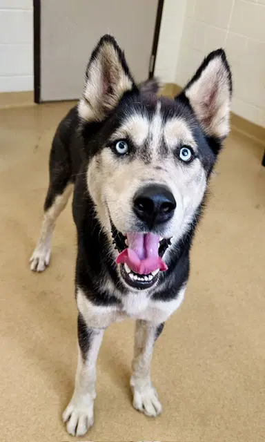 Starsky - Siberian Husky