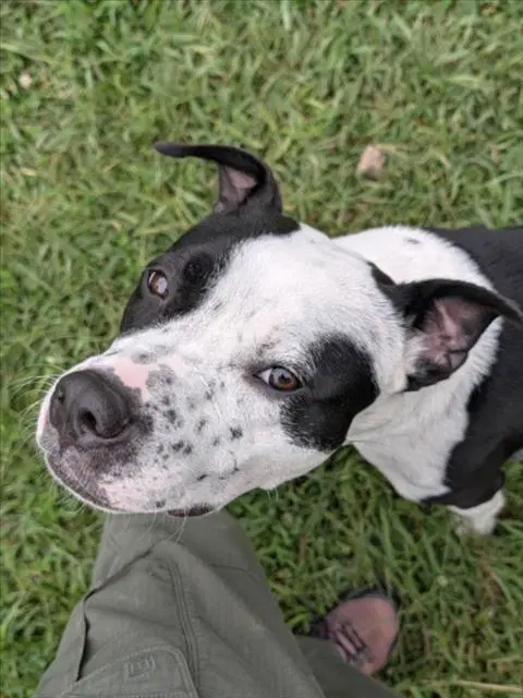Chico - American Pit Bull Terrier