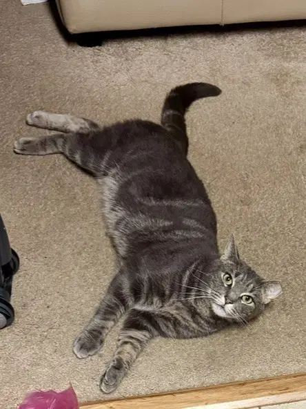 Ranjo - Domestic Short Hair