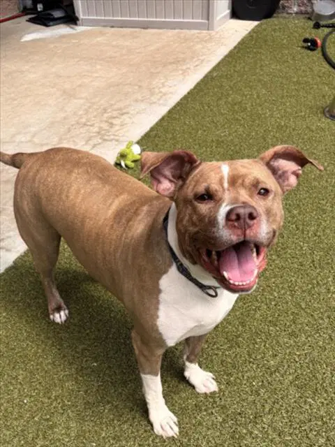 Chu Chu - American Pit Bull Terrier