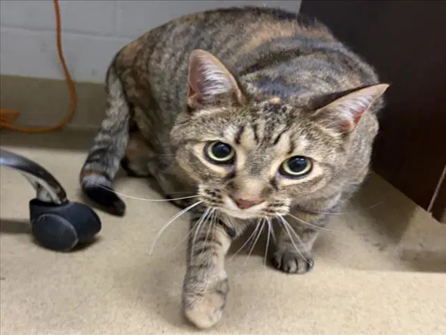 Storm - Domestic Short Hair