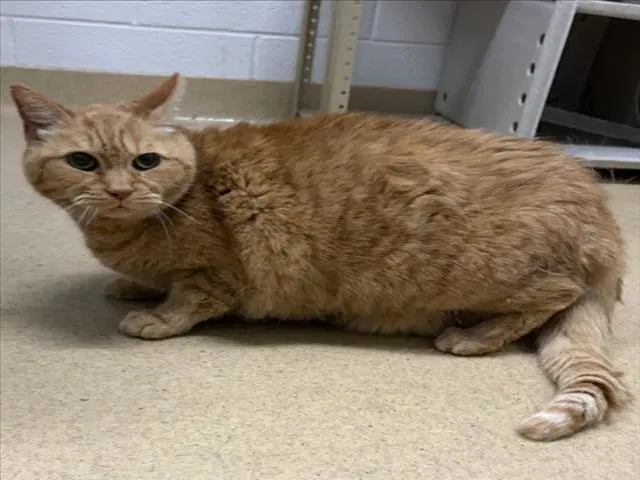 Squash - Domestic Short Hair