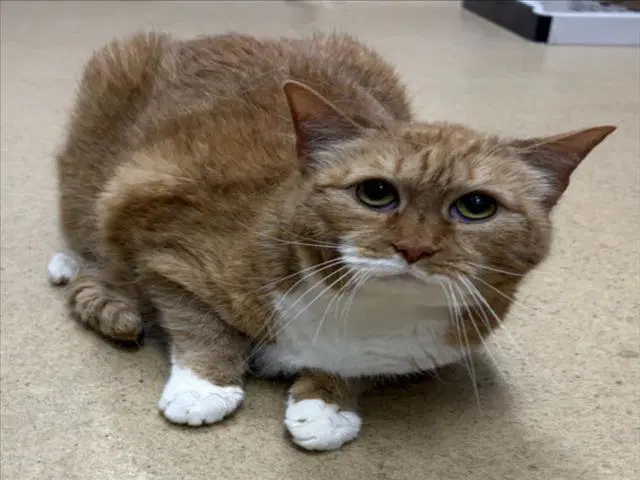 Patch - Domestic Short Hair