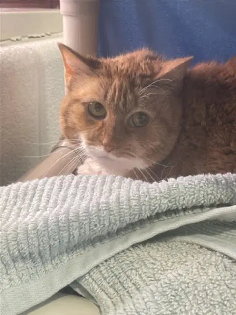 Patch - Domestic Short Hair