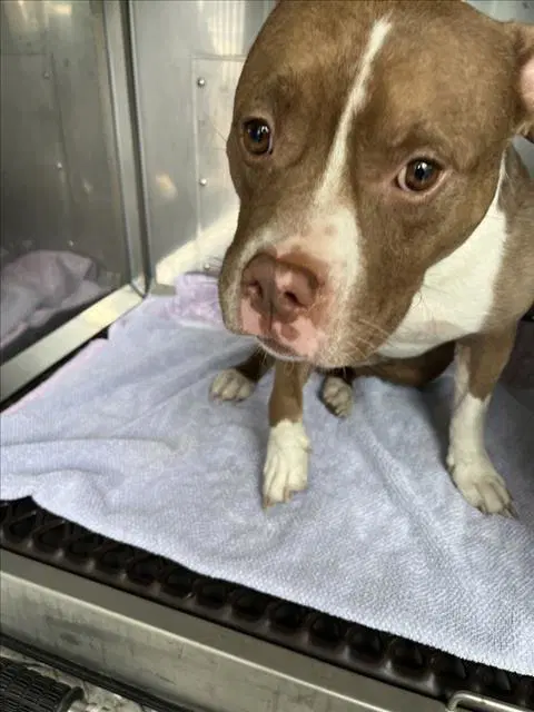 Tater Tot - American Pit Bull Terrier