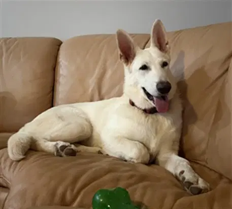 Romeo - German Shepherd Dog