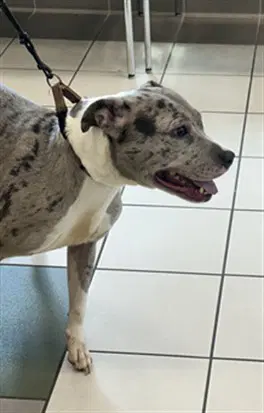 Beauty - American Pit Bull Terrier