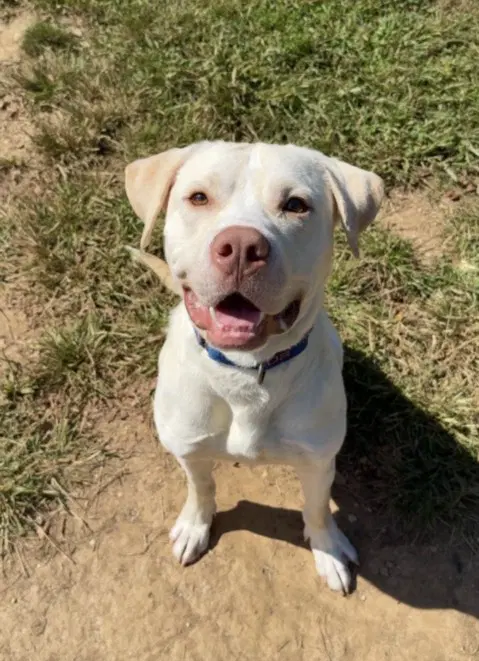 King - Labrador Retriever