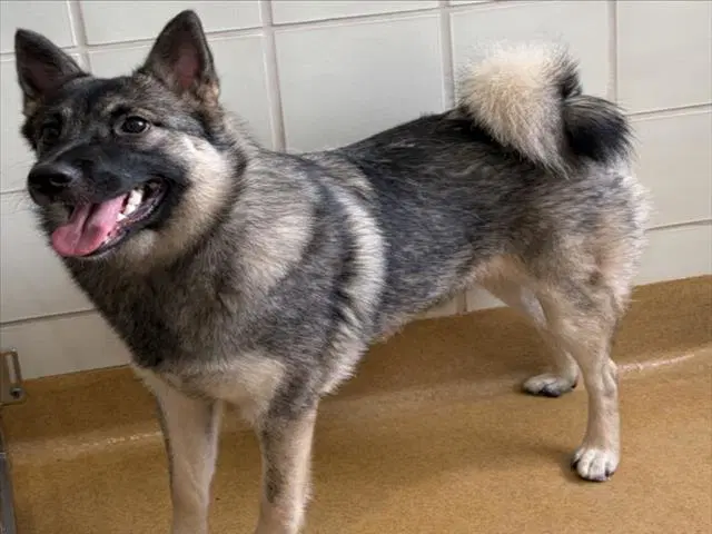 Ellie - Norwegian Elkhound