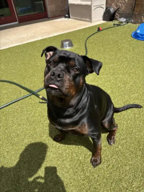Dream - Rottweiler