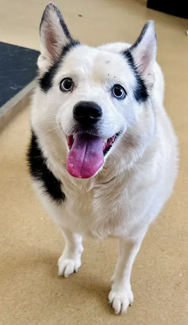 Snow - Siberian Husky