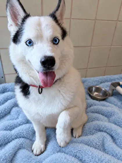 Snow - Siberian Husky