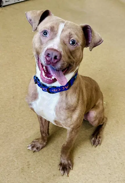 Slinky - American Pit Bull Terrier