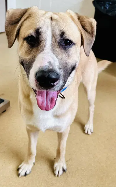 Digiorno - Labrador Retriever