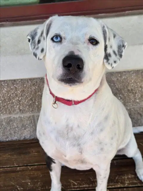Jolie - Dalmatian
