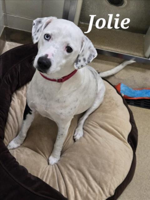 JOLIE, a Dalmatian / Mixed (medium coat) dog for adoption in Derwood, MD