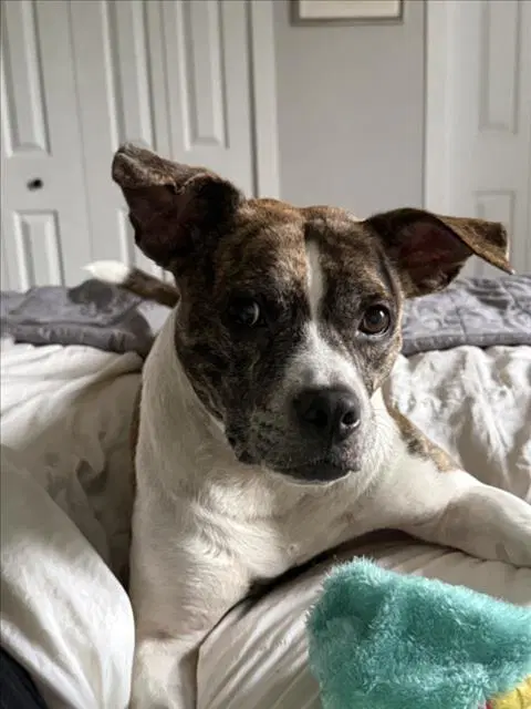 Blitzen - American Pit Bull Terrier