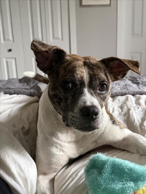 Blitzen
