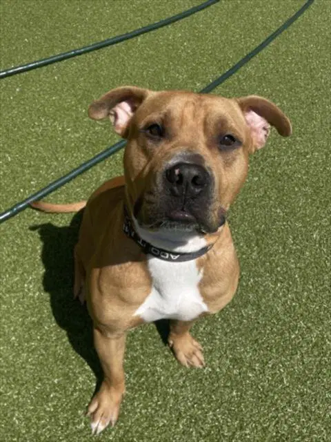 Briggs - American Pit Bull Terrier