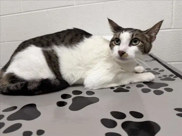 Winding - Domestic Short Hair