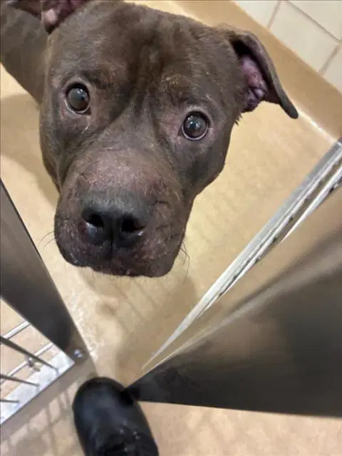 Vander - American Pit Bull Terrier