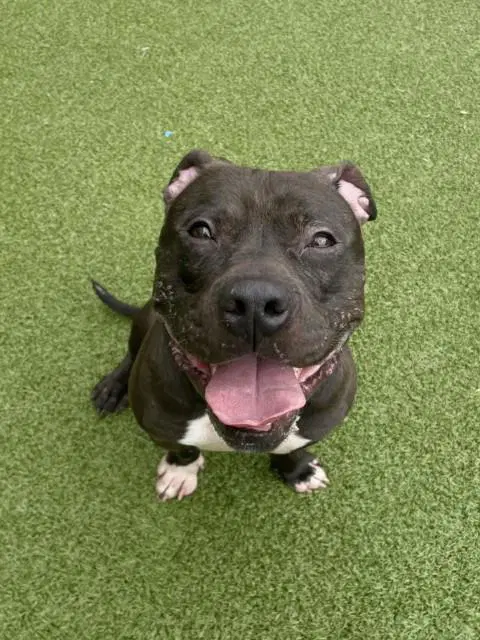 Vander - American Pit Bull Terrier