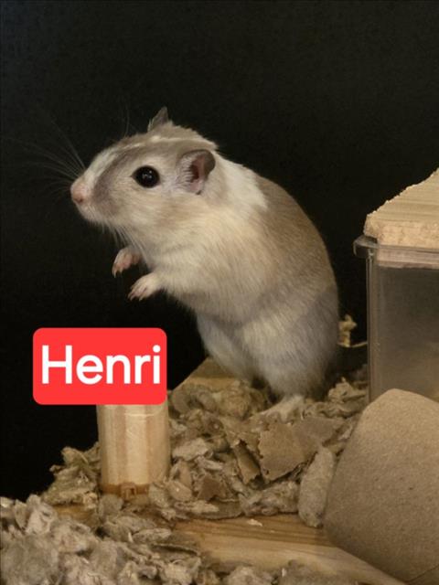 *FUZZY (HENRI), other