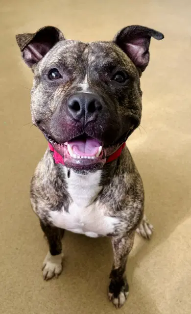 Links - American Pit Bull Terrier