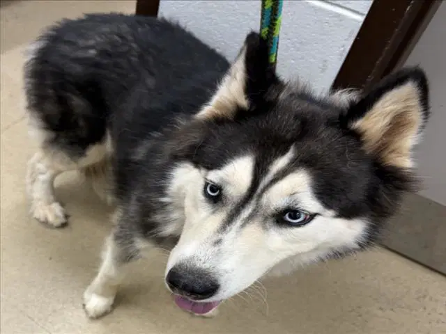 Danka - Husky