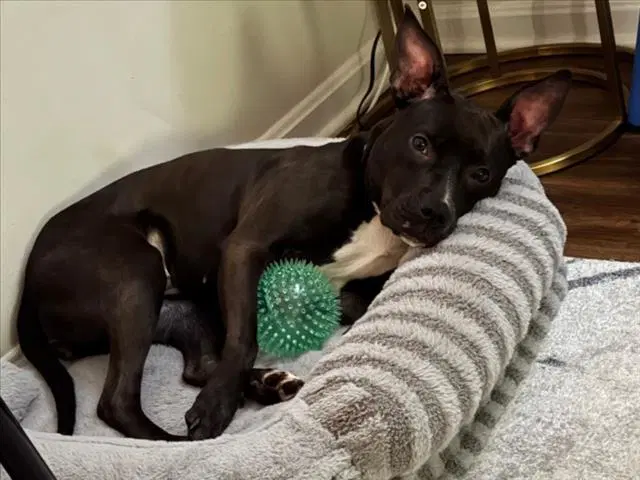 Myla - American Pit Bull Terrier
