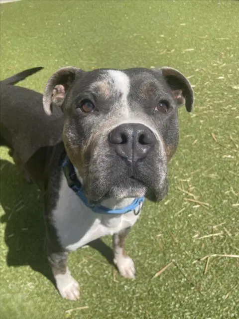 Lewis - American Pit Bull Terrier