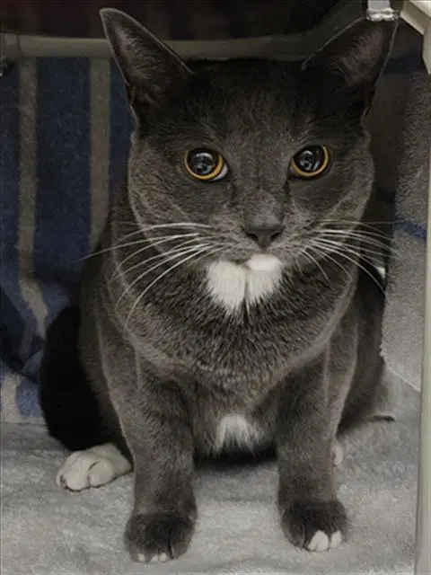 Kerry - Domestic Short Hair