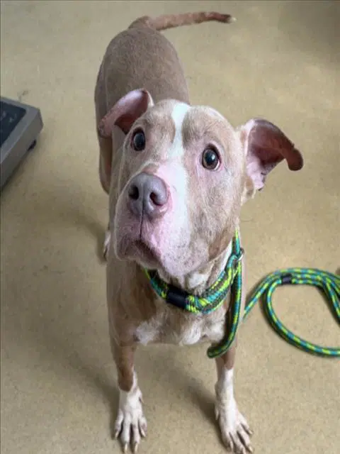 Elsa - American Pit Bull Terrier