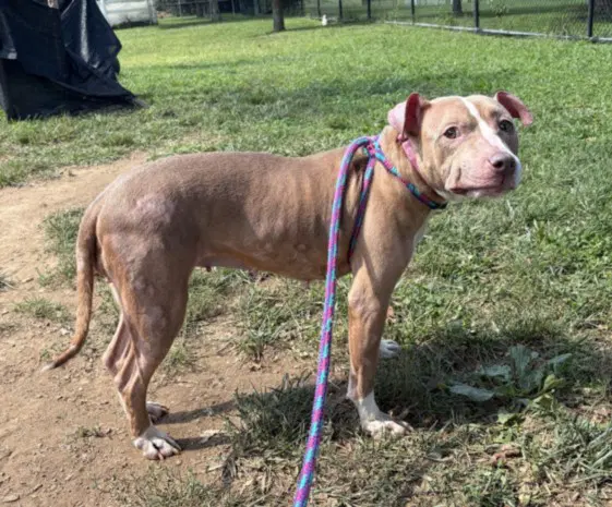 Elsa - American Pit Bull Terrier