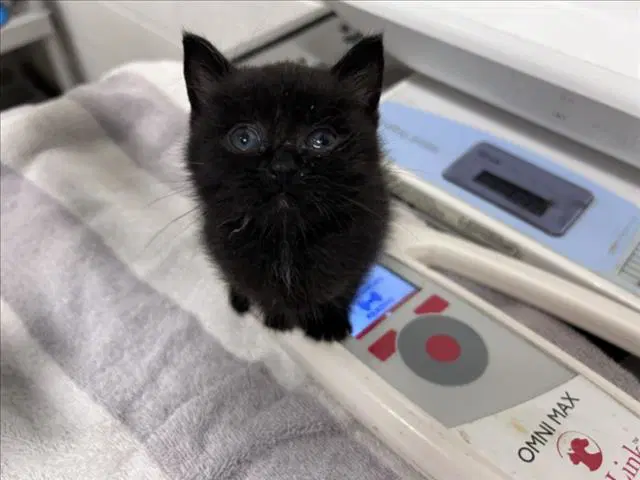 Janet - Domestic Short Hair