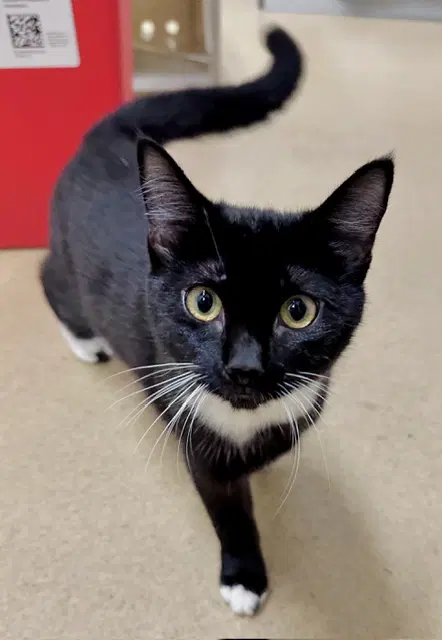 Gigi - Domestic Short Hair