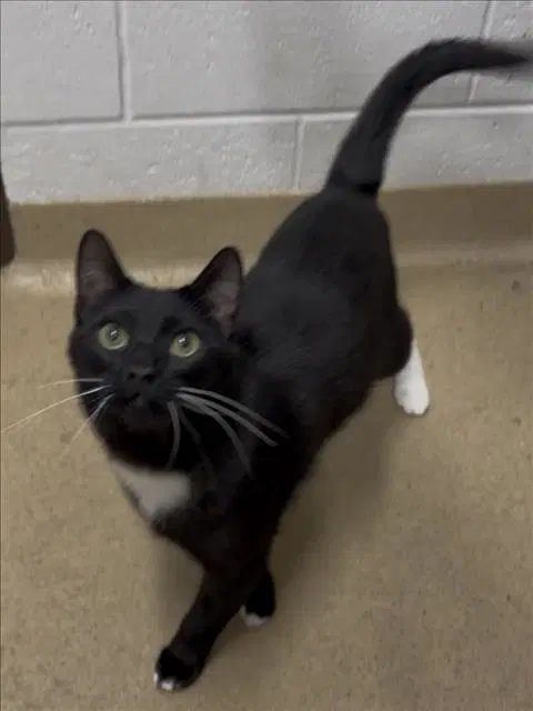 Crouton - Domestic Short Hair