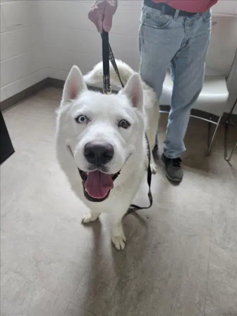 Bruno - Husky