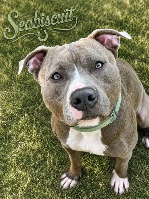 Seabiscuit - American Staffordshire Terrier