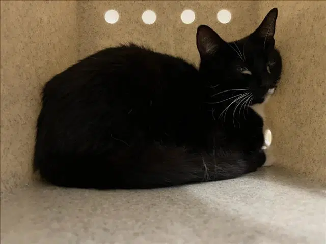 Baby Bella - Domestic Short Hair