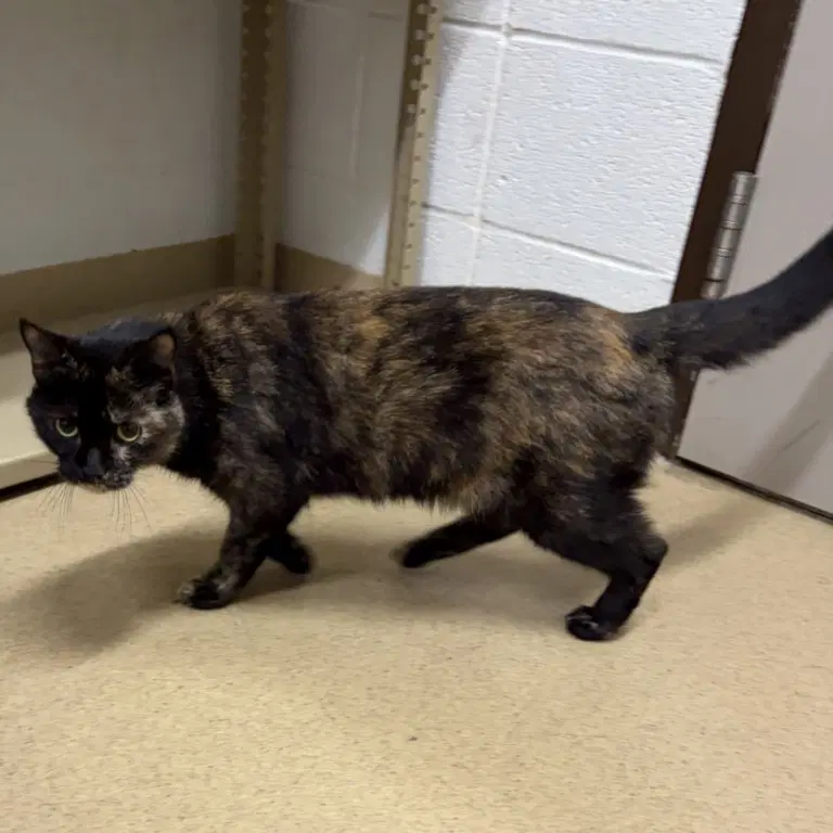 Saturday - Domestic Short Hair