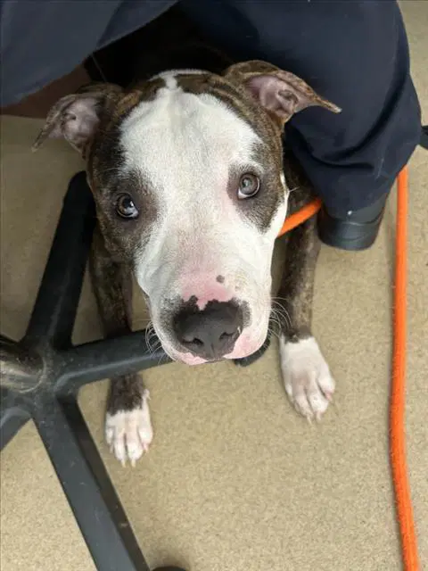 Bruyes - American Pit Bull Terrier