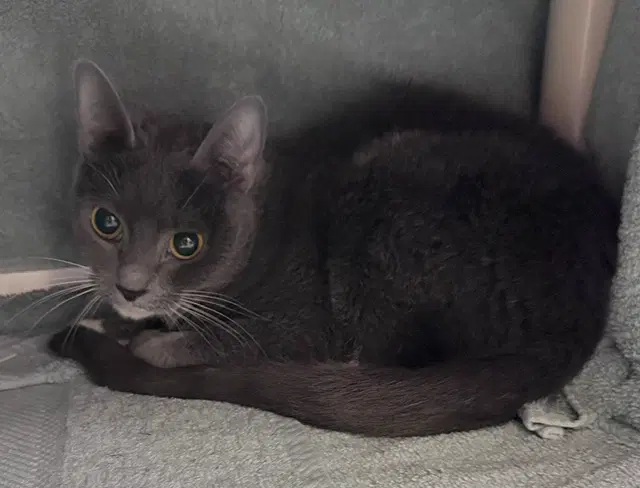 Blue Moon - Domestic Short Hair
