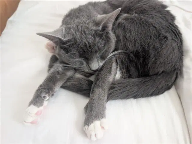 Blue Moon - Domestic Short Hair